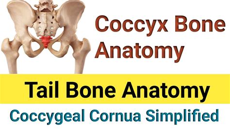 Coccyx Anatomy Tail Bone Coccygeal Cornua Youtube