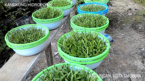 Pertumbuhan Kangkung Hidroponik Di Bakul Baskom Karungan Rt Kota