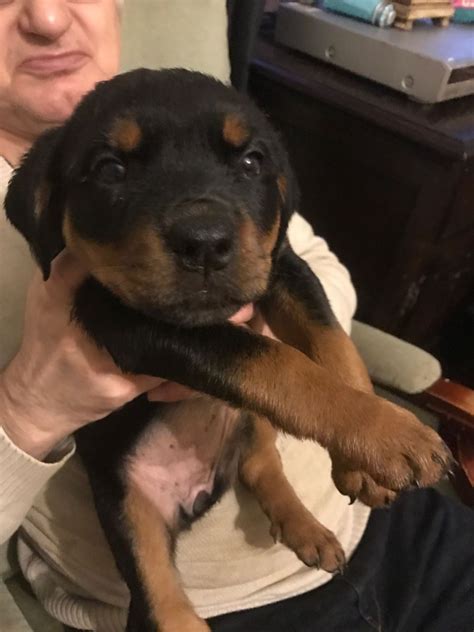 If you've planned ahead for a new rottweiler puppy, you may have already picked out your pup from the litter. Rottweiler Puppies For Sale | Matawan, NJ #183953