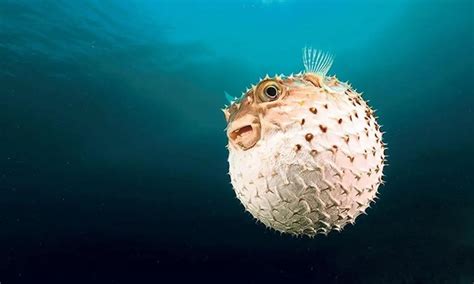 Ikanwiki Fakta Dan Cara Mengatasi Keracunan Ikan Buntal
