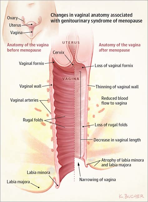 Anatomy Vaginal