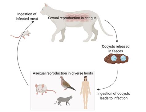 Sexual Reproduction In Cats