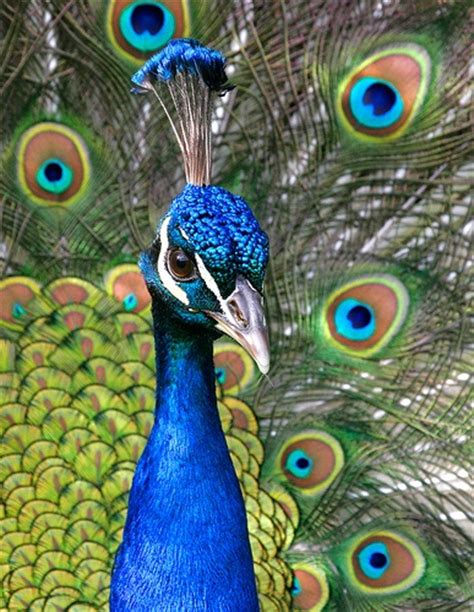 17 Best Images About Pretty Peacock On Pinterest Peacocks