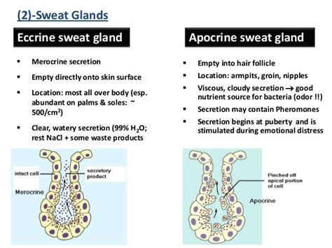 Eccrine And Apocrine Glands