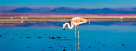 San Pedro De Atacama Cosa Vedere Cosa Fare Le Escursioni