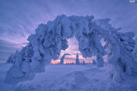 Viewes Winter Lapland Finland Great Sunsets Trees Beautiful