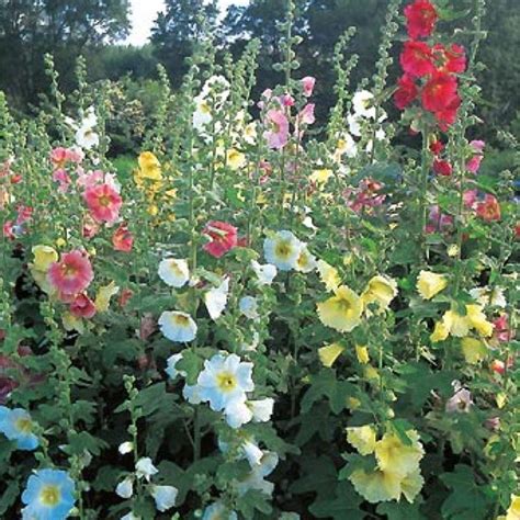 How Long Do Hollyhocks Bloom Last - Do Hollyhocks Bloom The First Year