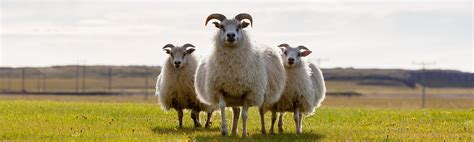 Everything You Need To Know About Icelandic Sheep And Wool