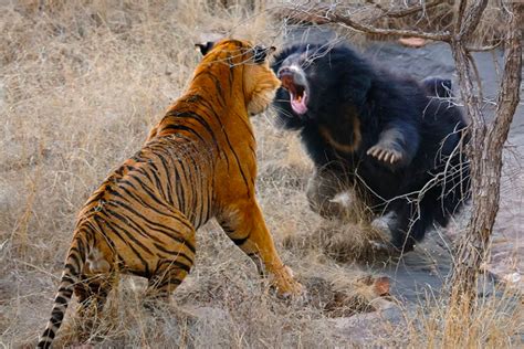 Tiger Vs Sloth Bear Fight Natural History Moment Captured In The Tadoba