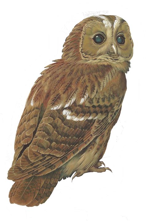 Tawny Owl Clipart Clipground