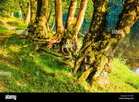 Trees With Exposed Roots By The River Lune Near Crook Olune Not Far