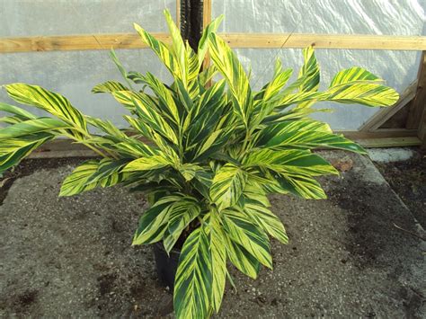 Shell ginger is a plant. Variegated Ginger - Plant Library - Pahl's Market - Apple ...