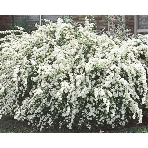 White Vanhoutte Spirea Flowering Shrub In Pot With Soil L3947 In