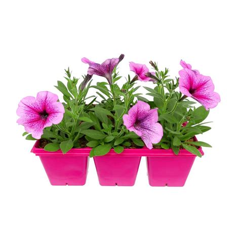 Easy Wave 6 Pack Rose Fusion Easy Wave Petunia Annual Plant With Pink
