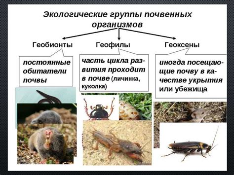 Почвенные организмы - презентация онлайн