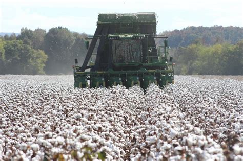 Phytogen Cottonseed Expands Portfolio With Two New Varieties Seed