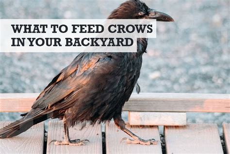 What To Feed Crows In Your Yard Attract Them Best Foods