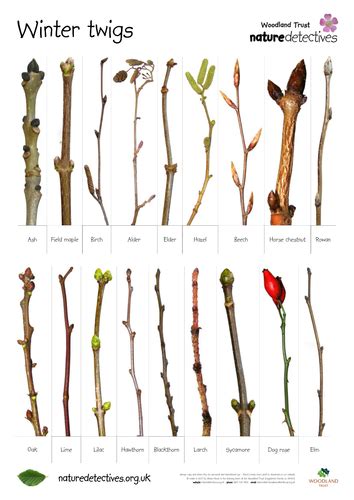 Try to explore these searches: Trees - Twig ID Quiz | Teaching Resources