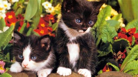 2 Cute Black White Kittens Hd Desktop Wallpaper Widescreen High
