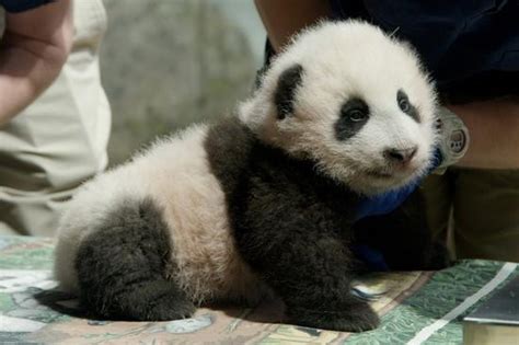 Giant Panda Cub In Us Zoo Gets Name