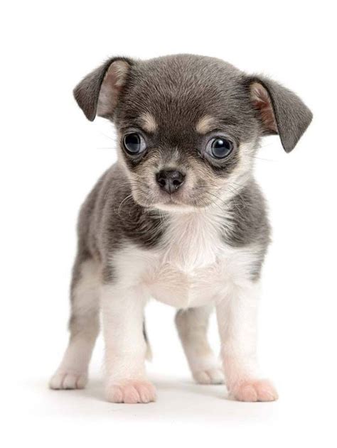 It's not uncommon for new dog owners to having a new puppy in your home can be a great joy. Big eyed Chihuahua puppy