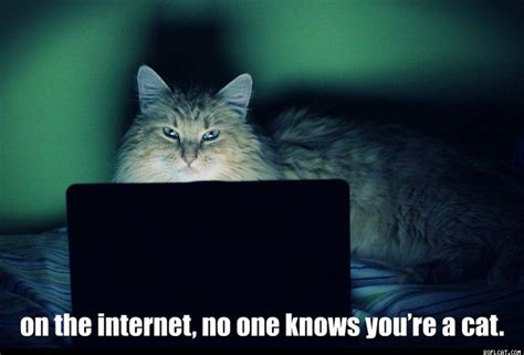 On The Internet No One Knows Youre A Cat
