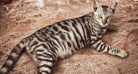 Reményi Kata Toygers Toyger Cat Society