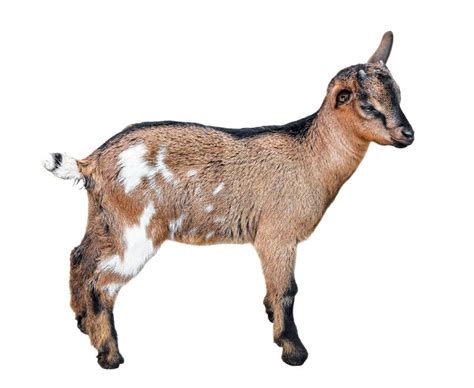 Goat Standing Full Length Isolated On White Funny Female Goat Close Up