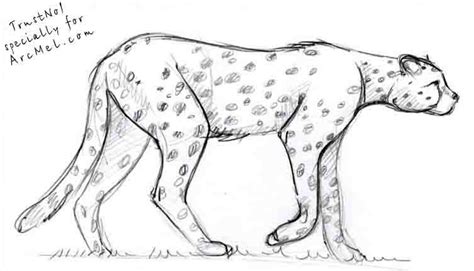 Let's build a figure of a cheetah from sticks and circles. How to draw cheetah step 5 | Cheetah drawing