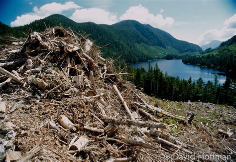 David Hoffman Photo Library Clearcutting Forest On Vancouver Island