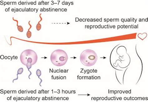 Fertility Science Sperm Benefit From More Frequent Sex New Study