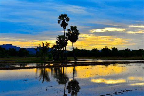 Free Images Landscape Tree Water Nature Marsh Cloud Sky