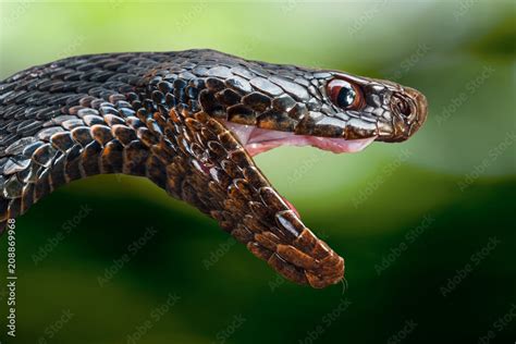 Snake Side View Mouth Open