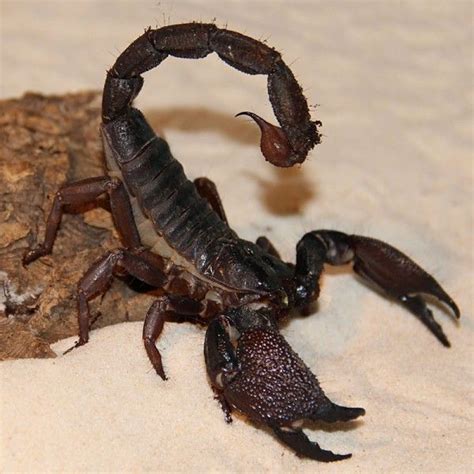 Heterometrus Swammerdami Indischer Riesenskorpion Skorpione