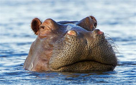 Hippo Wallpapers Wallpaper Cave