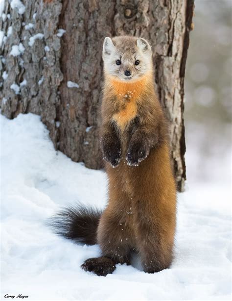 American Pine Marten By Corey Hayes ツ Your Favourite