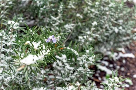 Will Rosemary Survive Winter Herb Care Guide Gardening Chief