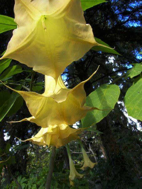Sometimes burundanga has two or three different. Lady Greenthumb's garden: BURUNDANGA : Angel's trumpets ...