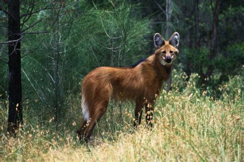 Maned Wolf The Bizarre Golden Dog From South America