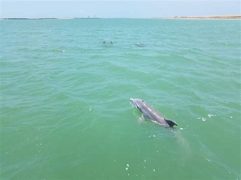 South Padre Island Dolphin Research & Sea Life Nature ...