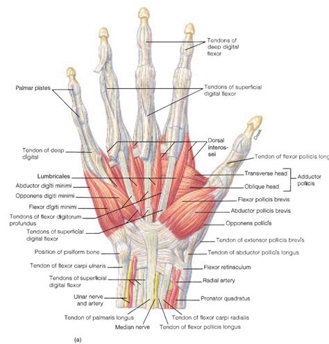 Understanding The Anatomy Of The Hand Health Life Media