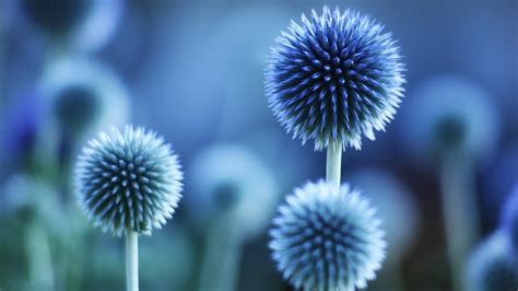 Thistles Abstract Blue Flowers Macro Wallpaper 52488