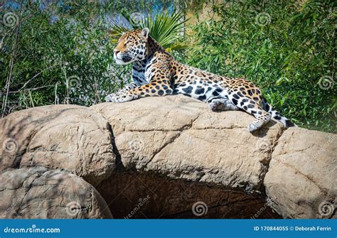 Jaguar Sleeping On A Rock Stock Image Image Of Endangered 170844055