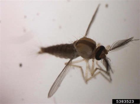 Why do midges bite people? Biting Midges and Schools | Managing Pests in Schools | US EPA