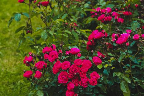 Róże Rabatowe Zalety Odmiany Uprawa Pielęgnacja