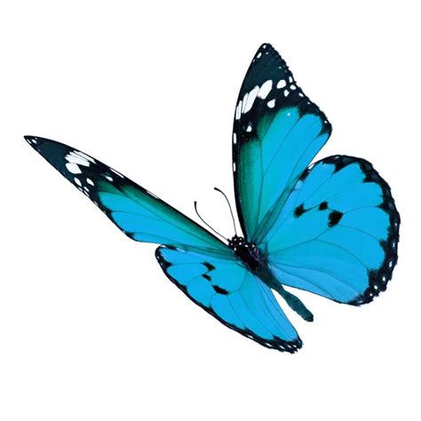 Blue Monarch Butterfly — Stock Photo © Thawats 85885680