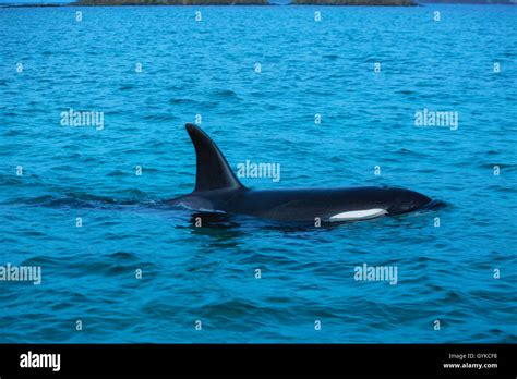 Orca Great Killer Whale Grampus Orcinus Orca Female Breathing