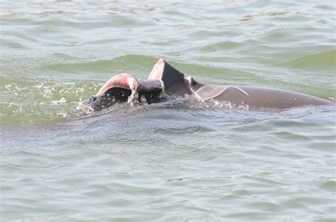 Dolphin Safe Boating Sarasota Dolphin Research Program