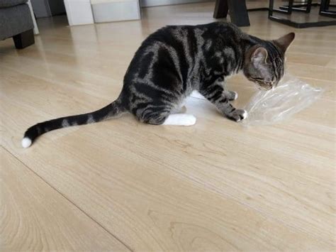 Yes gerbils can chew through plastic, but they only chew through plastic if they are bored and have nothing else to do, or they need something to keep their teeth down to a certain size. Why Does a Cat Chew on Plastic? - That Is for My Cat