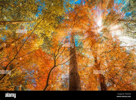 Multi Color Trees In The Autumn Forest Stock Photo Alamy
